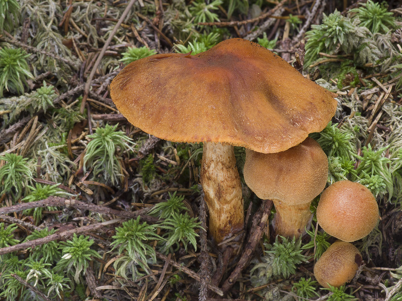 Cortinarius limonius